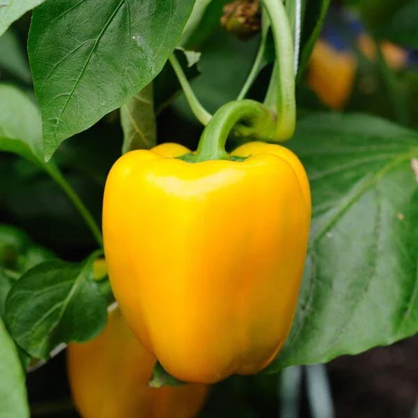 Canary Yellow Bell Pepper Seeds 50+ Capsicum Annuum Sweet Vegetable USA