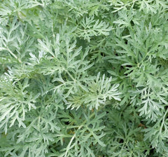 Wormwood Seeds 500+ Perennial Herb Garden Artemisia Absinthium Free Shipping