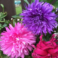 Aster Flower Seeds - 100 Seeds - Beautiful Annual Cut Flower - Aster spp.
