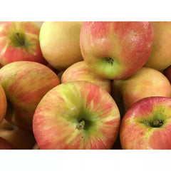 Dwarf Honeycrisp Apple Tree Bare Root, Organic Sweet Flavor, Malus domestica