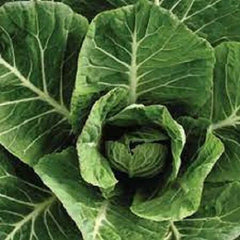 Premium Vates Collard Greens Seeds - Organic Heirloom Variety - Fresh Vegetable Seeds for Home Gardening