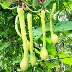 Tromboncino Squash Seeds | Italian Zuchetta Cucuzzi Snake Gourd | 2025 Heirloom Variety