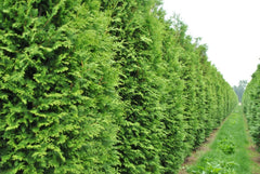50+ Thuja Tree Seeds | White Cedar Arborvitae | Thuja occidentalis | Ideal for Hedge Rows