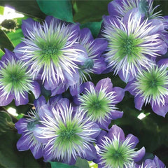 25 Crystal Fountain Clematis Seeds - Climbing Perennial Flower Seeds - Plumeria Bloom - USA