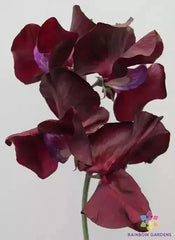 Midnight Sweet Pea Seeds - 50+ Count - Garden Planting - Lathyrus odoratus - USA, Free Shipping