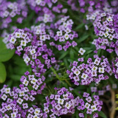 Violet Queen Alyssum Seeds | Heirloom Purple Flower Seeds | Lobularia maritima