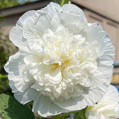 Hollyhock Seeds | Heirloom 5" Double White Flowers | Chaters Double White | Alcea rosea