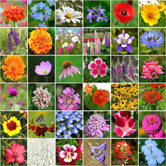Wildflower Seeds Bulk Package - 10000+ Mix, 34 Varieties, Perennial - Ideal for Gardens and Pollinator Habitats