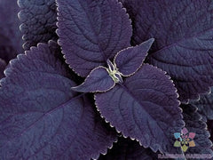 Black Coleus Seeds - 25+ Pack for Garden Planting - Coleus scutellarioides - USA Grown - Free Shipping