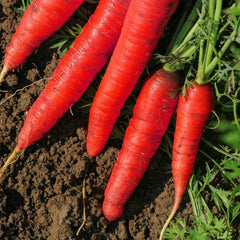 Atomic Red Carrot Seeds - NON-GMO, Lycopene Rich, Multiple Sizes Available, Daucus carota