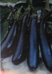 Eggplant Seeds - Long Purple Heirloom - 100 Seeds - Solanum melongena