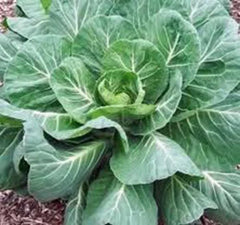 Collard Greens Seeds - 500 Pack, Georgia Southern Heirloom, Non-GMO, Vegetable Garden Seeds