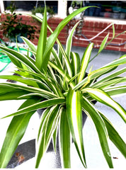Well-Rooted Spider Plant Trio Set - Variegated Green, Gold & White - Chlorophytum comosum