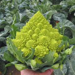 Romanesco Broccoli Seeds - 100+ Heirloom Non-GMO Organic Seeds - Fresh Vegetable Garden Starter