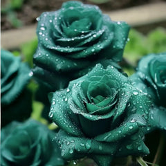 Scottish Green Rose Seeds - 20pcs Non-GMO Heirloom Variety - Perfect for Your Garden - Rosa spp.
