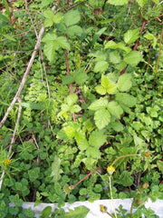 Thornless Blackberry Bush Rooted Cutting Set of 2, Approx. 4 Inches, Rubus fruticosus