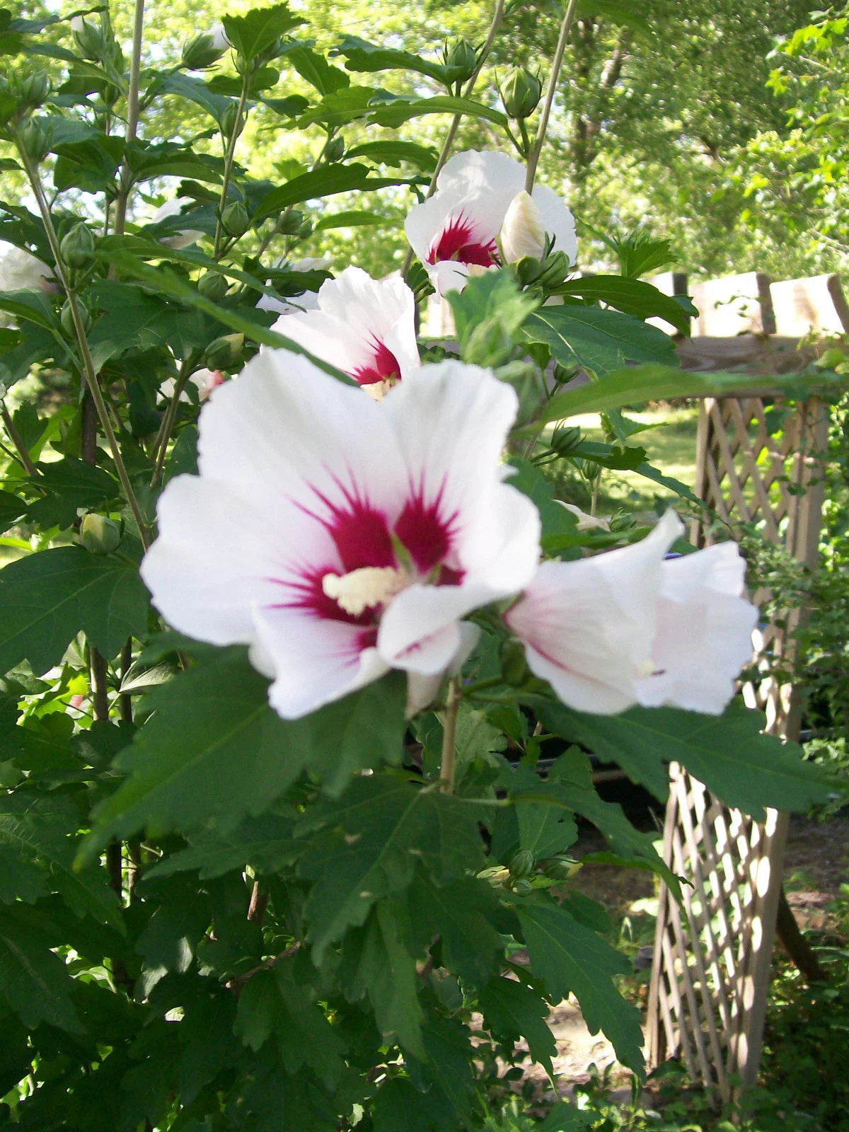 Rose of Sharon Plants Set of 2, 6-12 Inches, Mixed Colors, Hibiscus syriacus