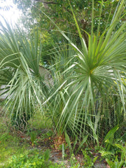 Florida Sabal Palmetto Palm Tree - 12"-20" Live Plant, 2 Years Old, Rooted Garden Palm, Serenoa repens