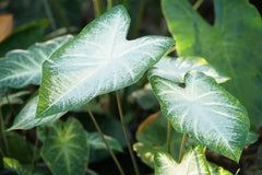 Caladium Bulbs for Planting - Fancy Varieties, Perennial Elephant Ears - Stunning Foliage (Caladium spp.)