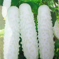 White Cucumber Seeds - 100pcs Cucumis Sativus - Vegetable Fruit for Home Garden