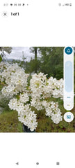 Bare Root Lilac Bushes 15 White Plants - Syringa vulgaris with Planting Instructions