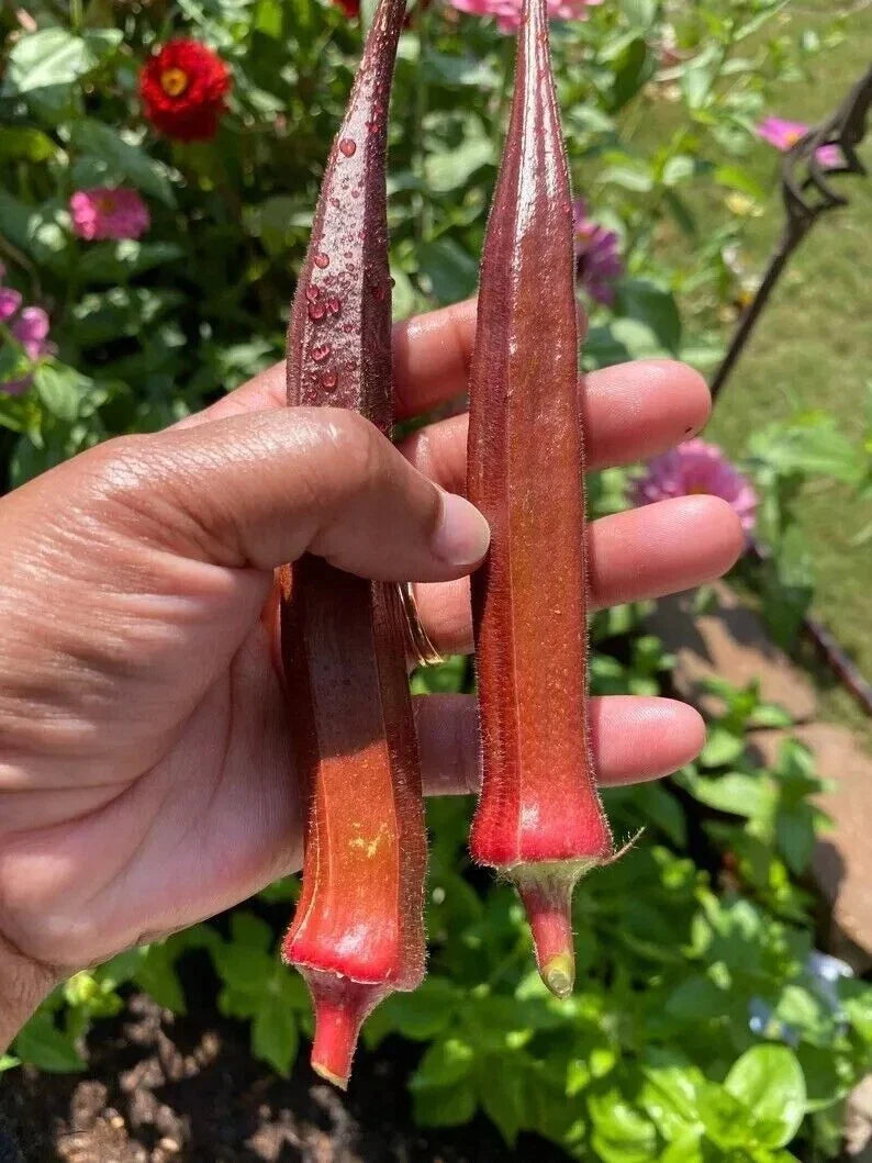 Red Burgundy Okra Seeds - 10+ Non-GMO Heirloom Seeds - Fresh Organic Vegetable Garden Seeds (Abelmoschus esculentus)
