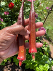 Red Burgundy Okra Seeds - 10+ Non-GMO Heirloom Seeds - Fresh Organic Vegetable Garden Seeds (Abelmoschus esculentus)