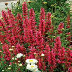Raspberry Hyssop Seeds - 100 Perennial Flower Seeds - Agastache - Aromatic Herb - USA Seller