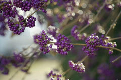 American Beautyberry Seeds - 30+ Perennial Seeds - Callicarpa americana - Free Shipping