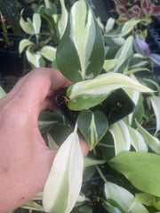 Philodendron Silver Stripe Live Houseplant in 2 Inch Pot | Philodendron 'Silver Stripe' Rooted Plant