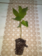Jamaican Cherry Strawberry Tree 4" Potted Plant Muntingia calabura Flowering Buds Fast Growing Sweet Fruit