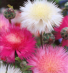 Sweet Sultan Seeds - 100 Pack - Fragrant Cut Flower - Centaurea suaveolens - Ships Free with 15+ Items