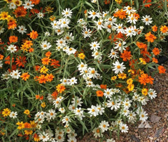 Zinnia Seeds Mix - 100+ Linearis Variety for Garden Planting - Zinnia elegans - USA