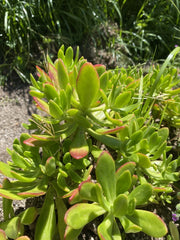 Lot of 3 Fresh Cuttings Succulent Plant Sedum Dendroideum 5”+ Green