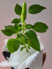 Super Chili Pepper Plant - 2.5" Pot - Early Hot Variety - Capsicum annuum