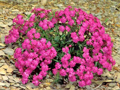 Catchfly Flower Seeds - None So Pretty - Native Wildflower for Patio Containers - Silene armeria