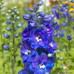 Delphinium Seeds - 200+ Guardian Blue Variety - Perennial Flower Seeds for Garden Planting - Delphinium elatum