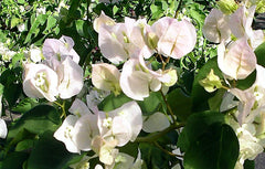 Bougainvillea Starter Plant - VERA WHITE Variety - Live Plug Plant - Well Rooted - USA Seller