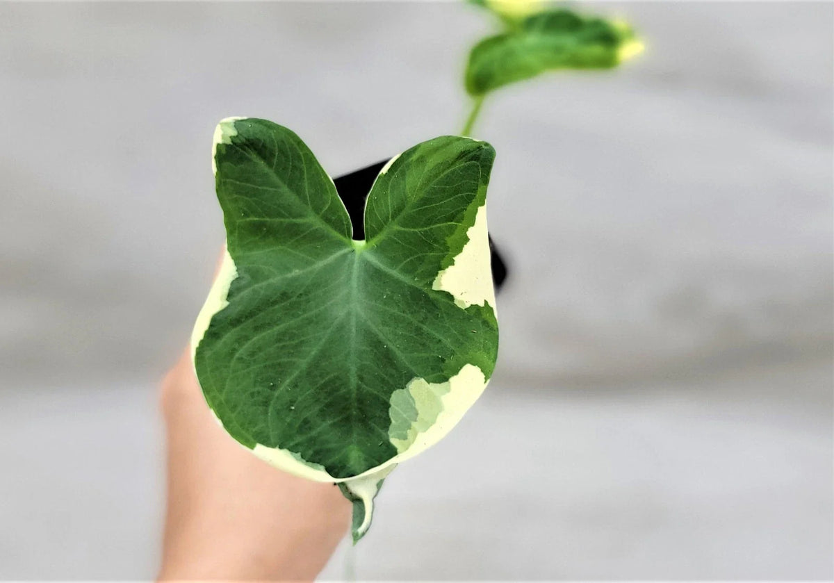 mickey mouse elephant ear plant Alocasia 'Mickey Mouse'