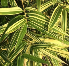 Shiroshima Japanese Bamboo Plant, 1 Piece, Organic Variegated, May Grow in Pot, Phyllostachys bambusoides