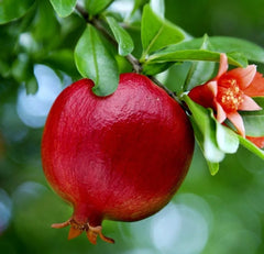 Pomegranate Fruit Tree 2ft Seedling - Wonderful Punica Granatum, Bright Red Fruit, Orange Flowers, Butterfly & Hummingbird Attractant