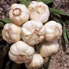 Fresh California Softneck Garlic Bulb 1/2 Pound for Planting - Allium sativum
