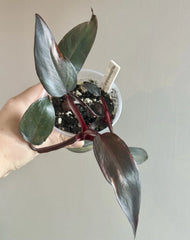 Philodendron Black Cherry Cutting - Rooted Plant - Tropical Houseplant - Philodendron spp.