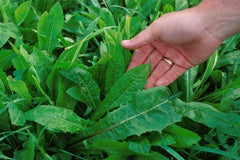 Chicory Endive Seeds Non-GMO - Oasis Garden Seed Pack - Heirloom Variety for Home Gardening (Cichorium intybus)