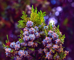 30 Oriental Arborvitae Tree Seeds for Planting - Platycladus orientalis - Evergreen, Drought-Resistant, Fast-Growing
