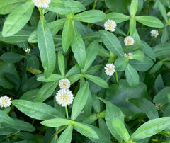 10 Marginal Bog Live Plants - Alligator Weed - Easy to Grow Aquatic Accent - (Alternanthera philoxeroides)