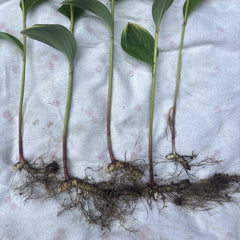 Variegated Leaf Solomon's Seal Live Plants - 5 Bare Root Rhizomes with 12” Stems - Polygonatum biflorum