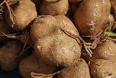 Thai Jicama Yam Bean Seeds 5 lb Tuber - Pachyrhizus erosus - Premium Quality, Shipped with Tracking