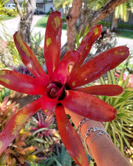 Bromeliad Neoregelia ‘Gazpacho’ Live Plant – Exotic Tropical Houseplant – Colorful Rosette Bromeliad – Bareroot Growing Starter