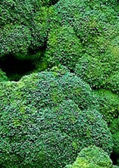 Waltham 29 Broccoli Seeds 500+ Non-GMO - Brassica oleracea, Heirloom Vegetable Seeds for Home Gardening